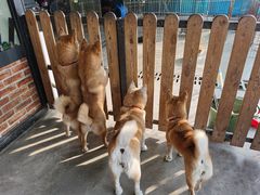 -柴犬高等学院·狗咖·柴犬售卖·宠物训练