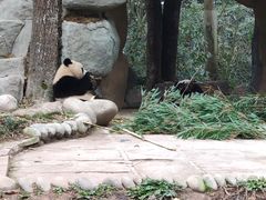 -中国大熊猫保护研究中心雅安碧峰峡基地