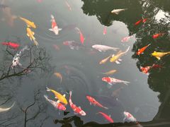 -杭州西湖柳莺里酒店·闻莺厅