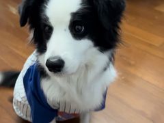 -1013 PET SHOP 宠物商店(近铁城市广场店)