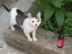 -ZING鲸鱼啤酒(葡萄院店)