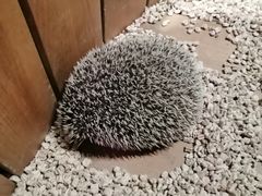 -萌宠奇缘