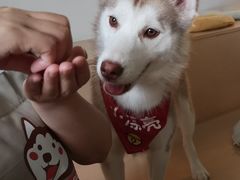 -Husky Go! 哈士奇体验馆·宠物咖啡厅狗咖
