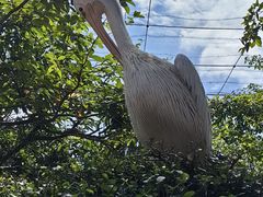 -吉隆坡雀鸟公园