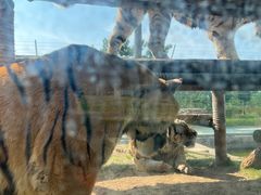 -西霞口神雕山野生动物世界