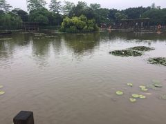 -大湾区中央湿地公园