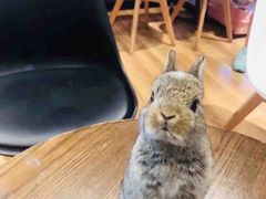 -藦茜花园宠物主题亲子互动体验馆(国顺东路店)