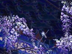 -北京国子监胡同