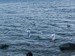 -深圳湾公园(南山区)