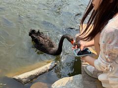 -西双版纳总佛寺