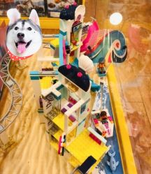 -kidsland(领展购物广场·京通店)