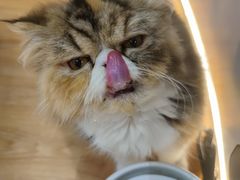 -COLOR PETS 撸猫馆·购猫·猫咖(长风大悦城店)