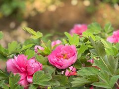 -燕郊植物园
