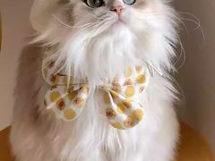 -爱侣宠医·鹦鹉专科·小型哺乳类·异宠专科(灵石路店)