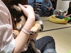 -逗柴咖啡屋·狗咖猫咖宠物桌游