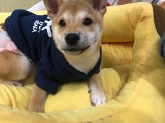-逗柴咖啡屋·狗咖猫咖宠物桌游