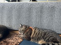 -伟伟宠物医院·瑞派猫友好医院·猫科(光谷店)