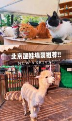 -萌宠亲子动物乐园(槐房万达店)