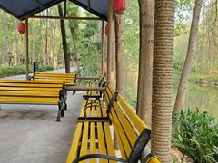 -合肥滨湖国家森林公园