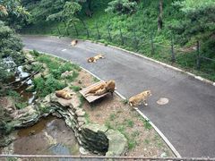 -大连森林动物园