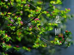 -艺圃