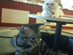 iphone_upload_pic-萌喵宠狗爱心宠咖