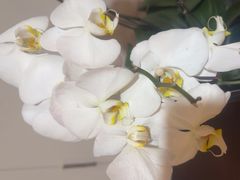 -明湖楼·经典鲁菜山东海鲜(大明湖店)