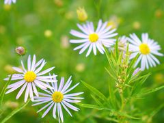 -长白山万达喜来登度假酒店