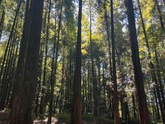 -武陵山森林公园
