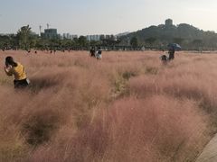 -王借岗森林公园