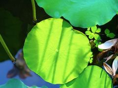 -荔湾湖公园
