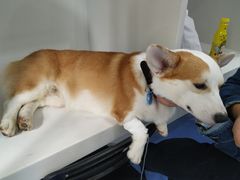 -伟伟宠物医院·CT影像中心·瑞派犬猫综合性门诊(汉口总院)