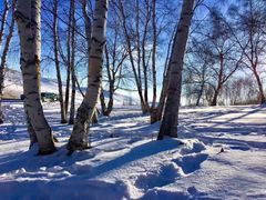 -乌兰布统景区-白桦林