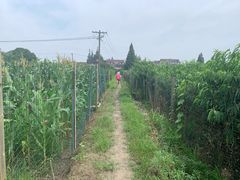 -南汇新场正宗水蜜桃采摘