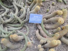 -南山植物园