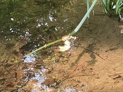 -上海滨江森林公园