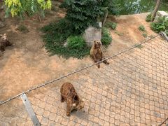 -石家庄市动物园