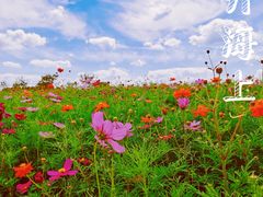 -花开海上生态园