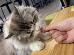-柴迷FANS CLUB·柴犬狗咖·猫咖