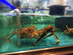 帝王蟹-盒马鲜生(宝地店)