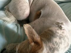 -暖阳宠物医院·犬猫康复中心·骨科