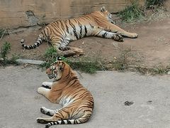 -大连森林动物园