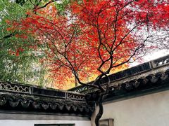-秋霞圃