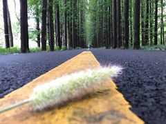 -黄海国家森林公园