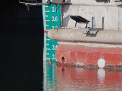 -津门永胜包子铺(哈尔滨道总店)