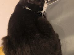 -猫咪派对(江南西店)