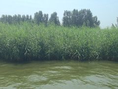 iphone_upload_pic-白洋淀景区