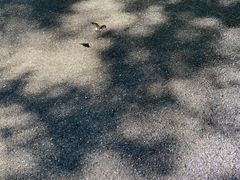 -南国桃园旅游度假区