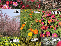 -铁山坪森林公园