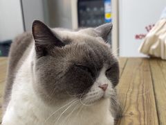 -瑞派宠物医院东莞中心医院·24H转诊·异宠(新河北路院)